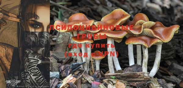прущие грибы Абаза