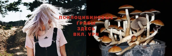 прущие грибы Абаза